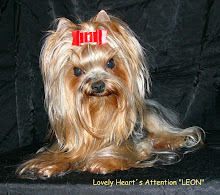 Ch. Lovely Heart´s Attention              "LEON"
