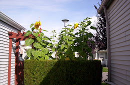 Sasha Sunflowers