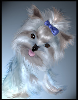 different colors of yorkies yorkies different colors breeds picture different colors of yorkies yorkies different colors breeds picture