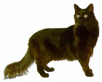 Kici Kici Turecka Angora