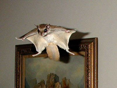 Squirrel Fly