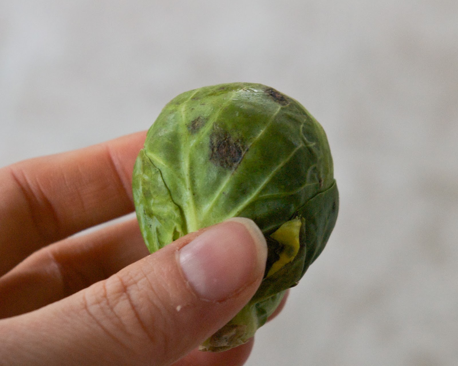 FoodWise Nutrition Roasted Broccoli and Brussels Sprouts