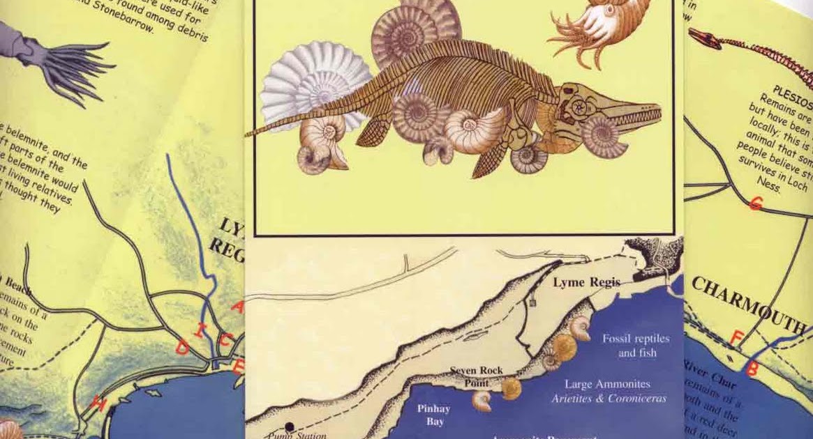 Science Olympiad Fossils by Antonio Guia & Carmelle Remillard