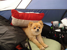 Camper Dog