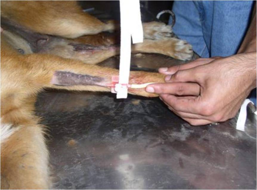 Veterinary Practice Intravenous Catheterization Techniques & Taping