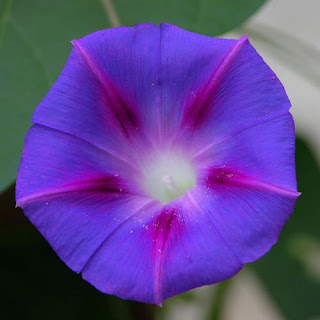 A picture of a blue and purple Morning glory (Ipomoea purpurea). Camera and Exposure Details: Nikon Coolpix 8700 Lens: Nikon Zoom Nikkor ED 8.9-71.2mm 1:2.8-4.2 Exposure: 71.2mm (280mm in 35mm equivalent) f/4.2 @ 5/562 s. (50 ISO). Photo taken by and (c)2006 Derek Ramsey (Ram-Man) on Saturday, August 26, 2006. Image sourced from Wikimedia Commons and used under Permission. Permission is granted to copy, distribute and/or modify this document under the terms of the GNU Free Documentation License, Version 1.2 only as published by the Free Software Foundation. Image of a picture of a blue and purple Morning glory (Ipomoea purpurea). Camera and Exposure Details: Nikon Coolpix 8700 Lens: Nikon Zoom Nikkor ED 8.9-71.2mm 1:2.8-4.2 Exposure: 71.2mm (280mm in 35mm equivalent) f/4.2 @ 5/562 s. (50 ISO). Photo taken by and (c)2006 Derek Ramsey (Ram-Man) on Saturday, August 26, 2006. Image sourced from Wikimedia Commons and used under Permission. Permission is granted to copy, distribute and/or modify this document under the terms of the GNU Free Documentation License, Version 1.2 only as published by the Free Software Foundation.