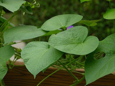 A photograph of the leaves of an unidentified Morning glory. The leaves are likely from a Ipomoea purpurea. Camera and Exposure Details: Camera: Nikon Coolpix 8700 Lens: Nikon Zoom Nikkor ED 8.9-71.2mm 1:2.8-4.2 Exposure: 34.7mm (136.5mm in 35mm equivalent) f/4.3 @ 5/466 s. (50 ISO). Photo taken by and (c)2006 Derek Ramsey (Ram-Man) on Saturday, August 26, 2006. Image sourced from Wikimedia Commons and used under Permission. Permission is granted to copy, distribute and/or modify this document under the terms of the GNU Free Documentation License, Version 1.2 only as published by the Free Software Foundation. Image of a photograph of the leaves of an unidentified Morning glory. The leaves are likely from a Ipomoea purpurea. Camera and Exposure Details: Camera: Nikon Coolpix 8700 Lens: Nikon Zoom Nikkor ED 8.9-71.2mm 1:2.8-4.2 Exposure: 34.7mm (136.5mm in 35mm equivalent) f/4.3 @ 5/466 s. (50 ISO). Photo taken by and (c)2006 Derek Ramsey (Ram-Man) on Saturday, August 26, 2006. Image sourced from Wikimedia Commons and used under Permission. Permission is granted to copy, distribute and/or modify this document under the terms of the GNU Free Documentation License, Version 1.2 only as published by the Free Software Foundation.