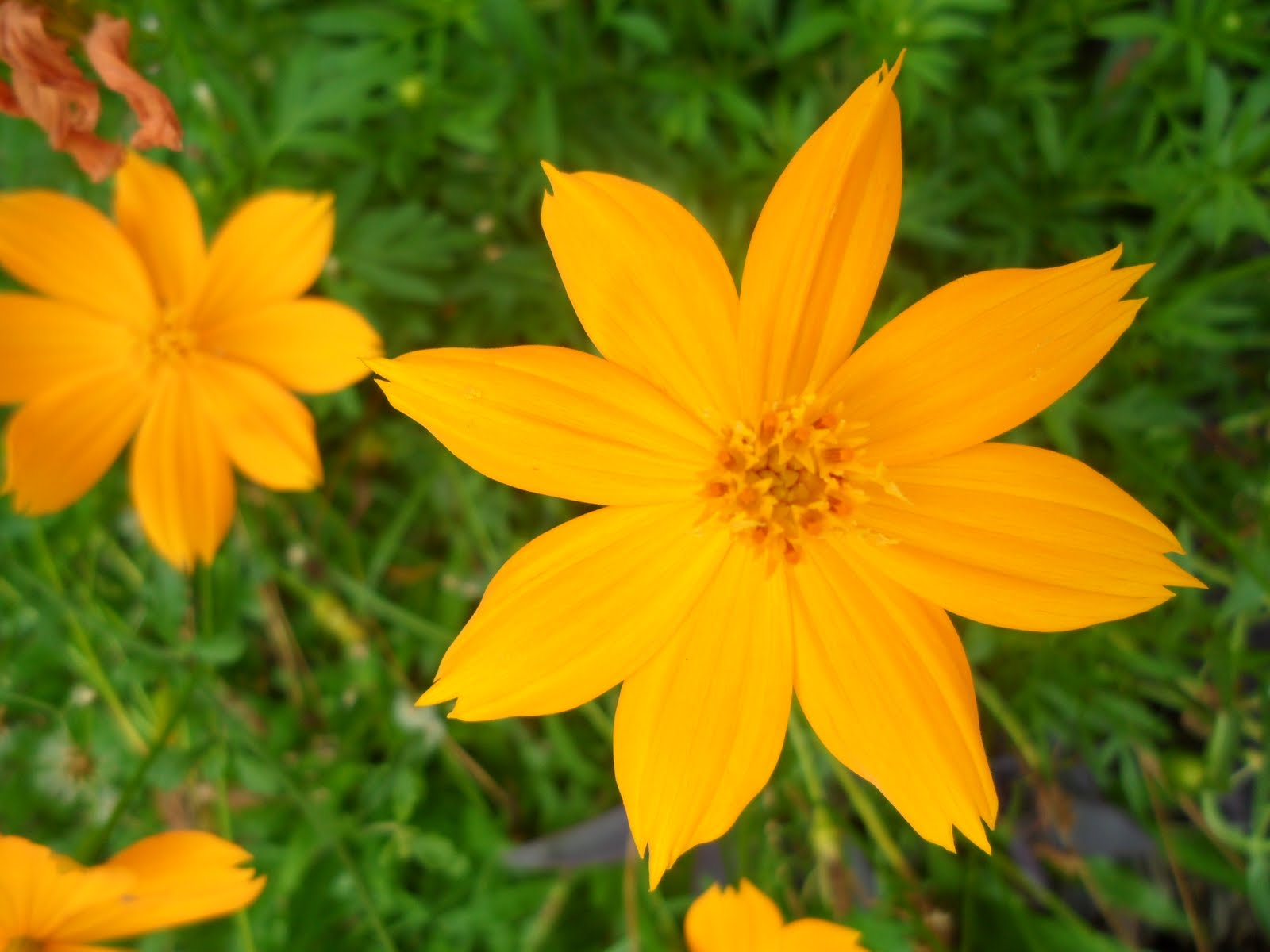 Zoe's World: Yellow Cosmos In My Mom's Garden