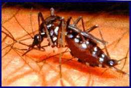 [Aedes_Aegypti.jpg]