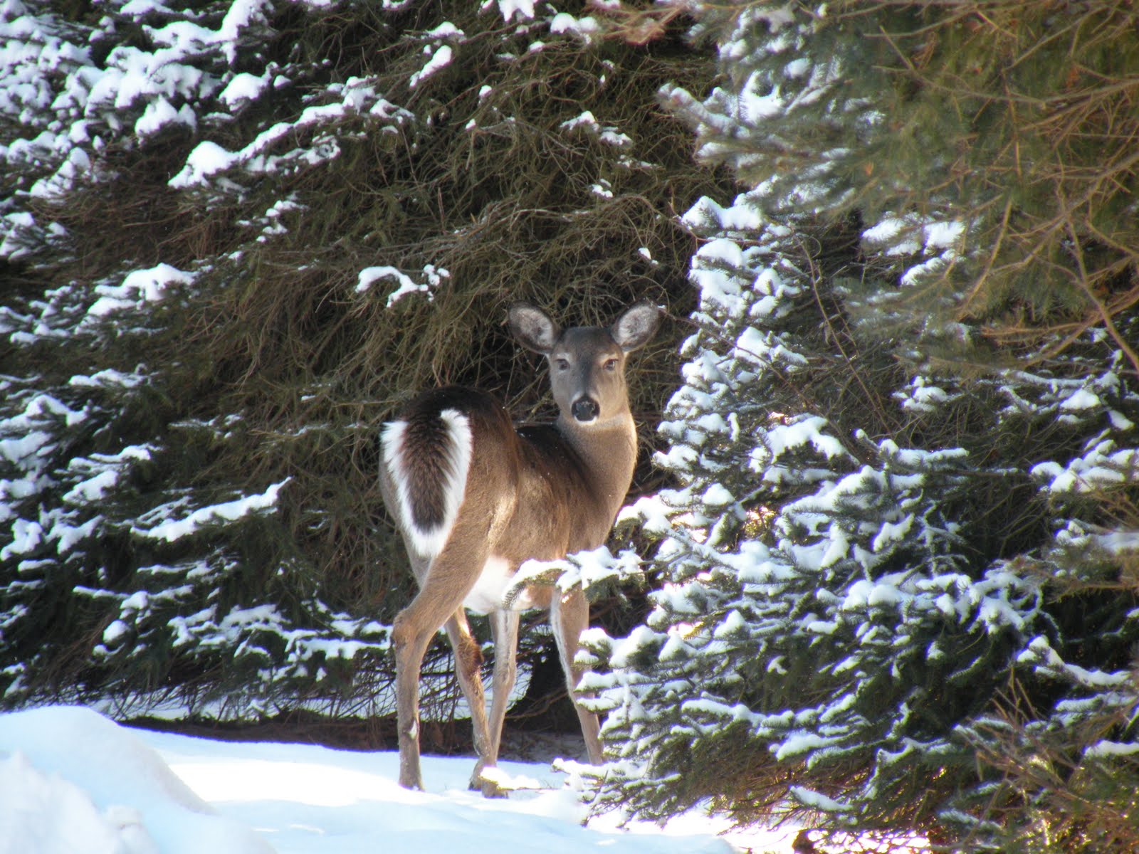 Beauview Cottage Resort BLOG Winter Deer, Lake of Bays, Muskoka, Ontario
