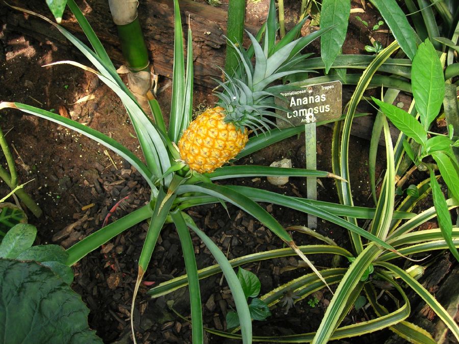 [Ananas_comosus.JPG]