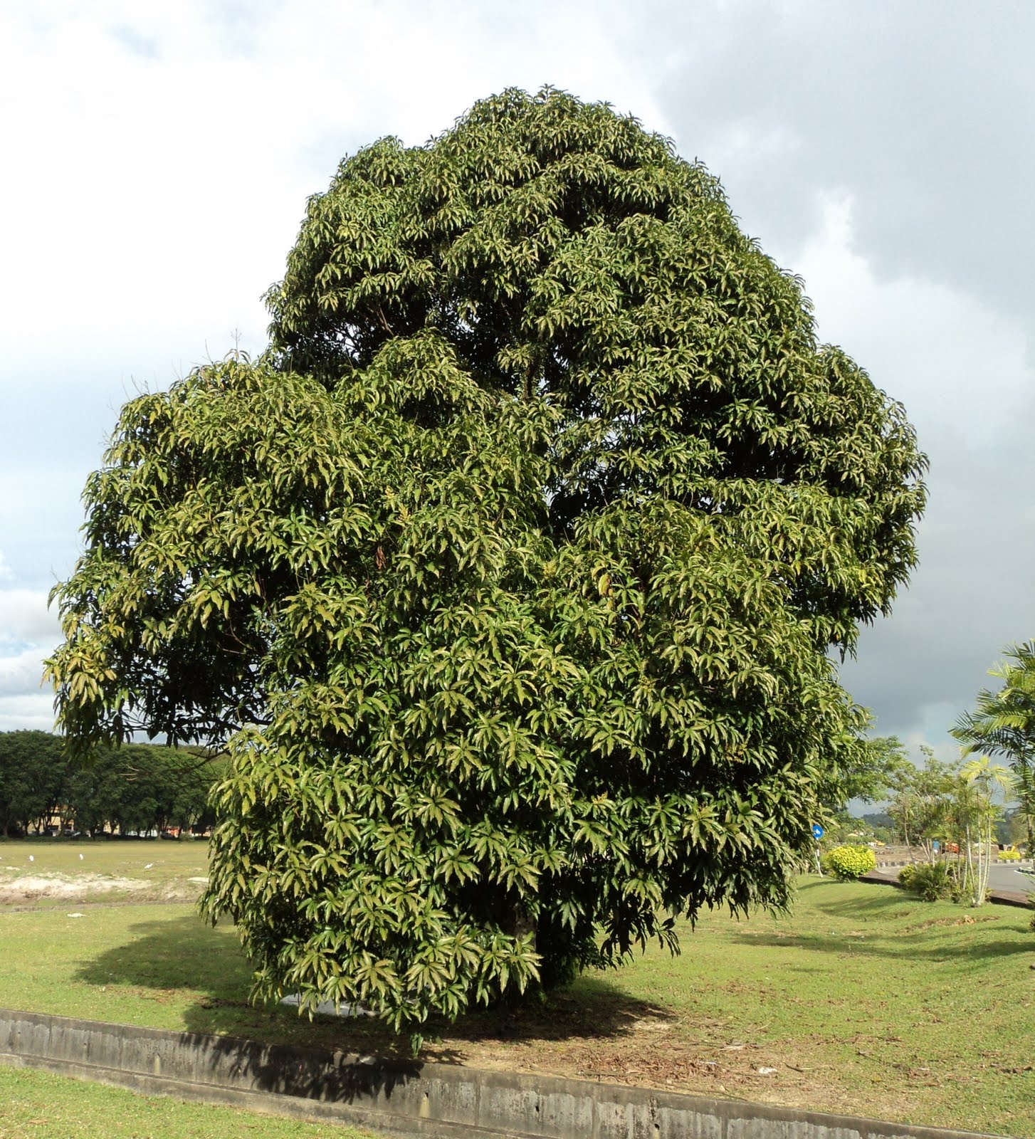 mango tree sketch