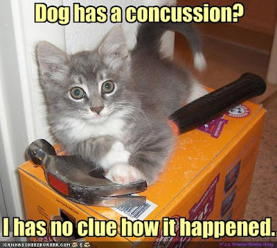 [Image: lolcats_dog_concussion.jpg]