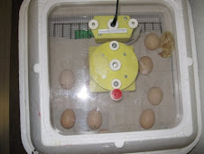 In the incubator