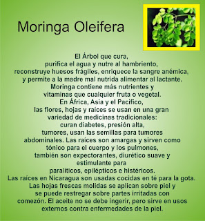 MoringaMex: Moringa el Arbol que Cura, Nutre y Purifica MoringaMex: Moringa el Arbol que Cura, Nutre y Purifica