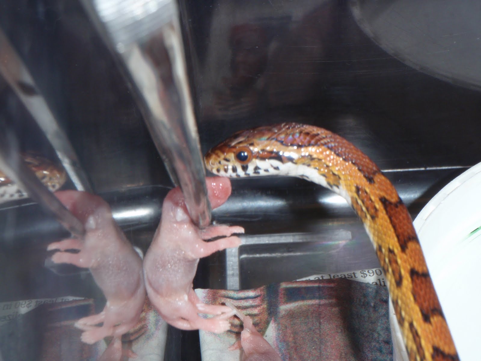 The Flying Mullet Feeding the Snakes