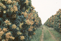 Plantacion de Mango