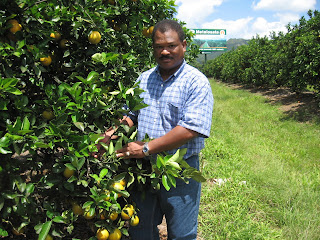 Naranja Enana