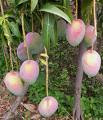 Mango Cultivado en Casa. Mango