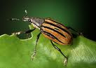 Diaprepres Abbreviatus
