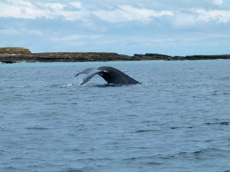 Pico Whales and Dolphins: Antonia und Hanne berichten aus Panama