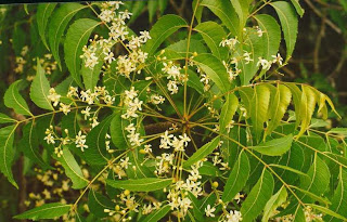 250-6-Azadirachta%2520indica.jpg
