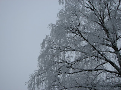 luminen puu