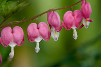 Bleeding heart