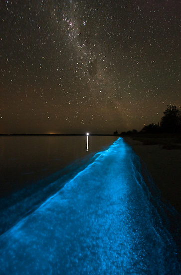 [bioluminence+open+water+swimming.jpg]