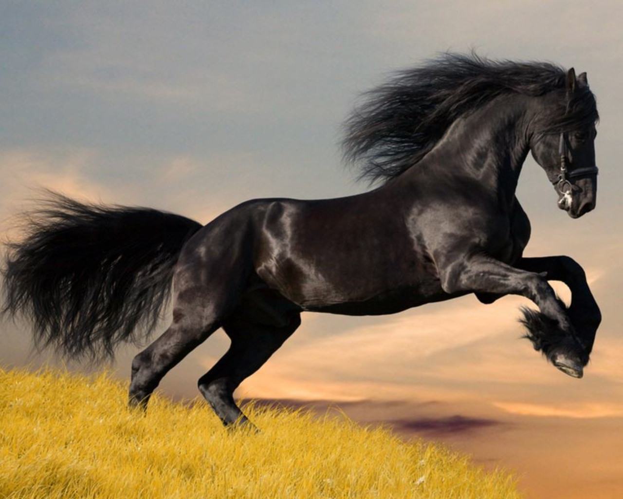 http://4.bp.blogspot.com/_wKLtUH_WJAo/TRh0H4Yu2oI/AAAAAAAAAsk/2_S2cVq1Iqo/s1600/Arab_horse.jpg
