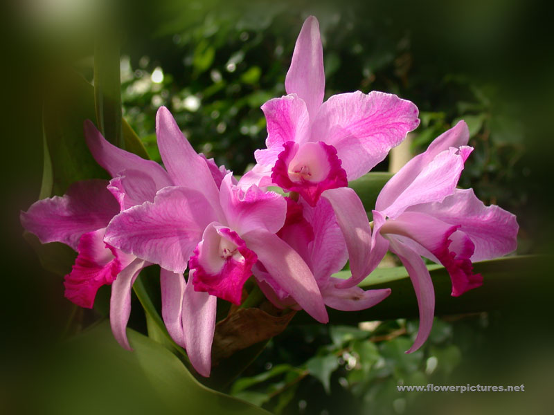 [orchid4.jpg]