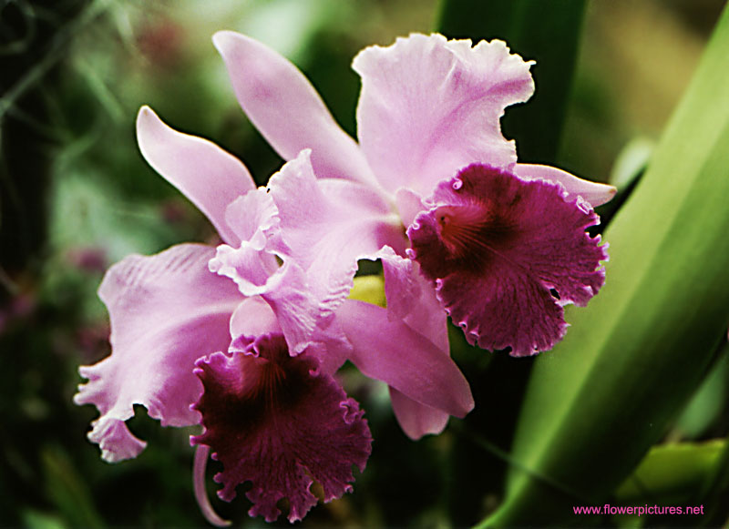 [Orchid+flowers1.jpg]