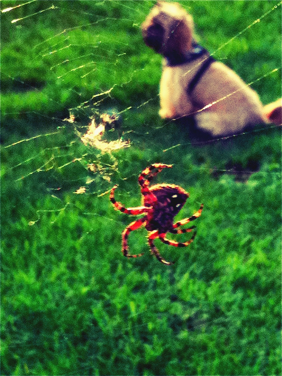 Life as a dog mom! Spiderdog!