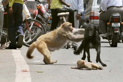 baby monkey in danger baby monkey in danger