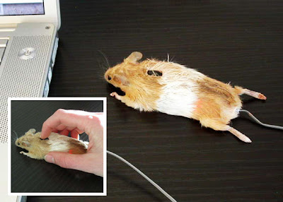 Site ensina a criar o "verdadeiro" mouse.