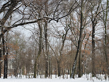 Winter Trees