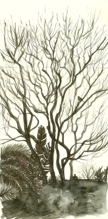 [tree+black.jpg]