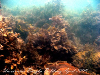 Kerusakan Lingkungan di Bangka Belitung