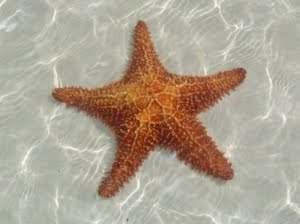 La estrella de mar