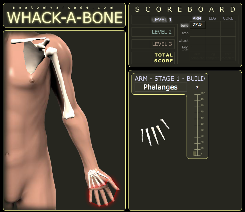 Whack A Bone Poke A Muscle Game