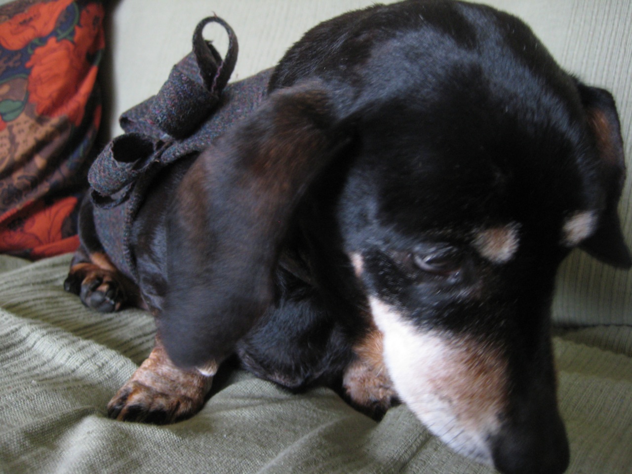 DogDaisy Chains Chocolate Limes and Sausage dogs.