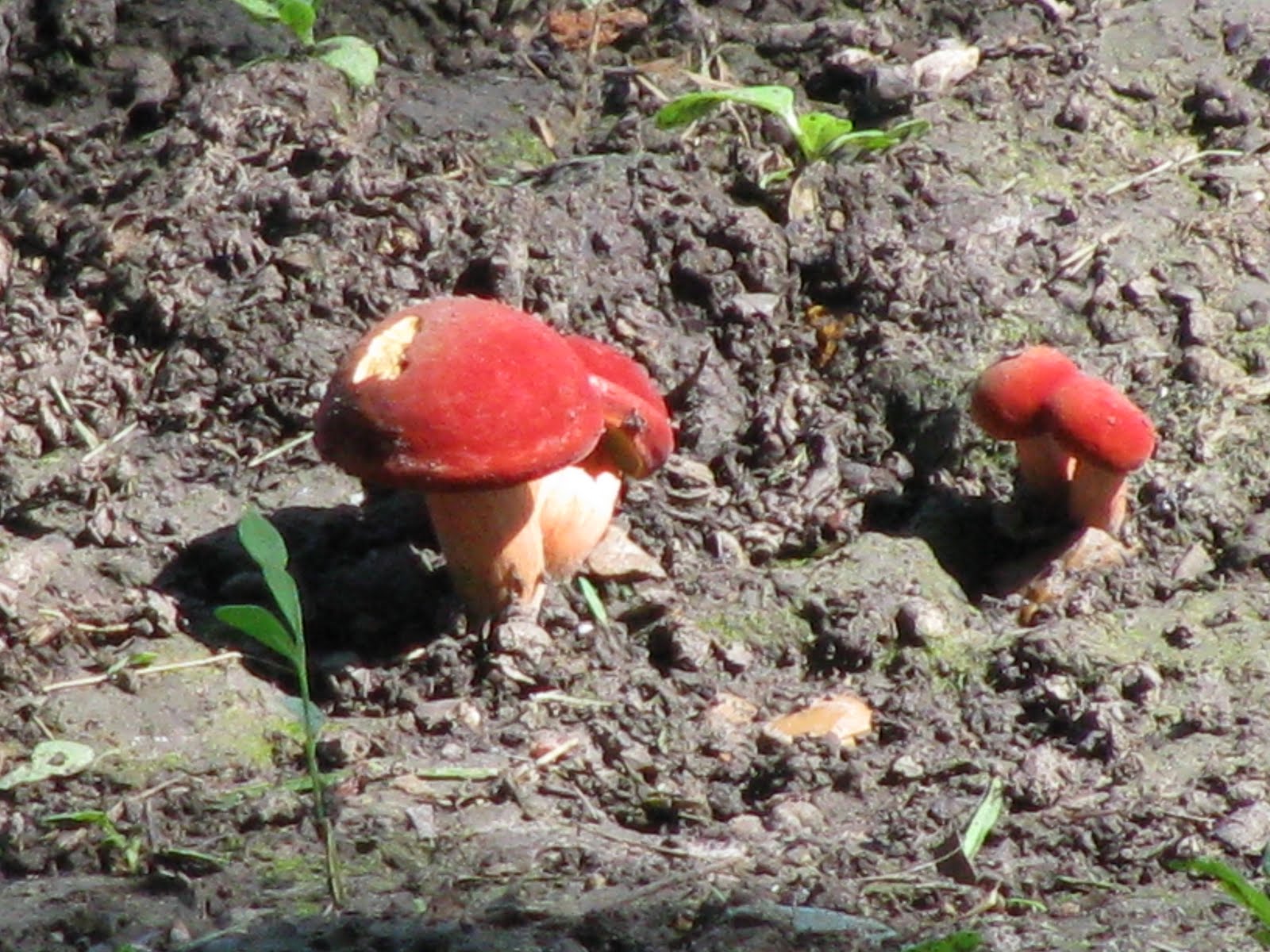 Stephanies Stuff Red mushrooms