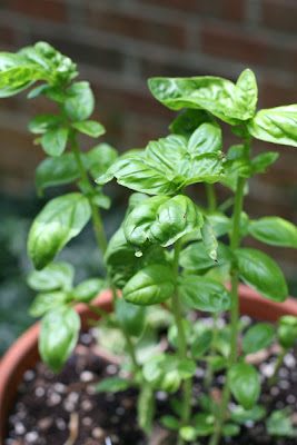 basil plant