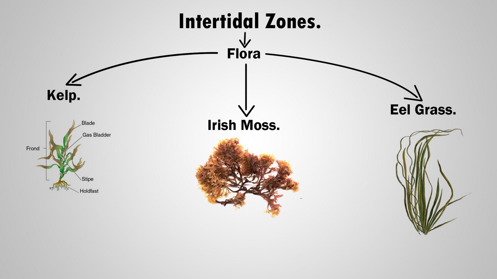and the different zones ranges are compressed into very narrow bands this makes it simple to study species across their entire cross shore range and the different zones ranges are compressed into very narrow bands this makes it simple to study species across their entire cross shore range