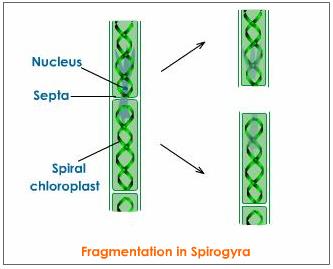 spirogyra algae