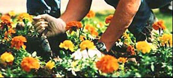 horta e jardim livro: percepção de que não está cuidando apenas da horta e do jardim horta e jardim livro: percepção de que não está cuidando apenas da horta e do jardim