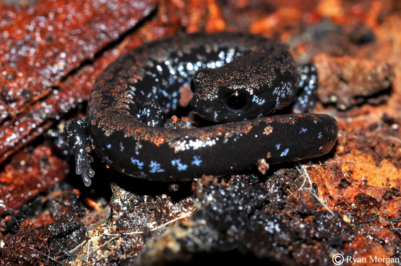 [Slender+juvi+3+c2.jpg]