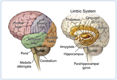 My Point of View: Nervous Sysstem Part II