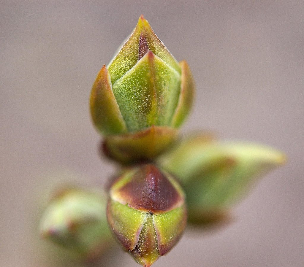 [Knopper_bilde+2.jpg]