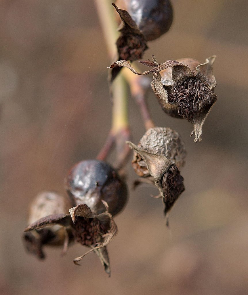 [Fjorårets+nyper.jpg]